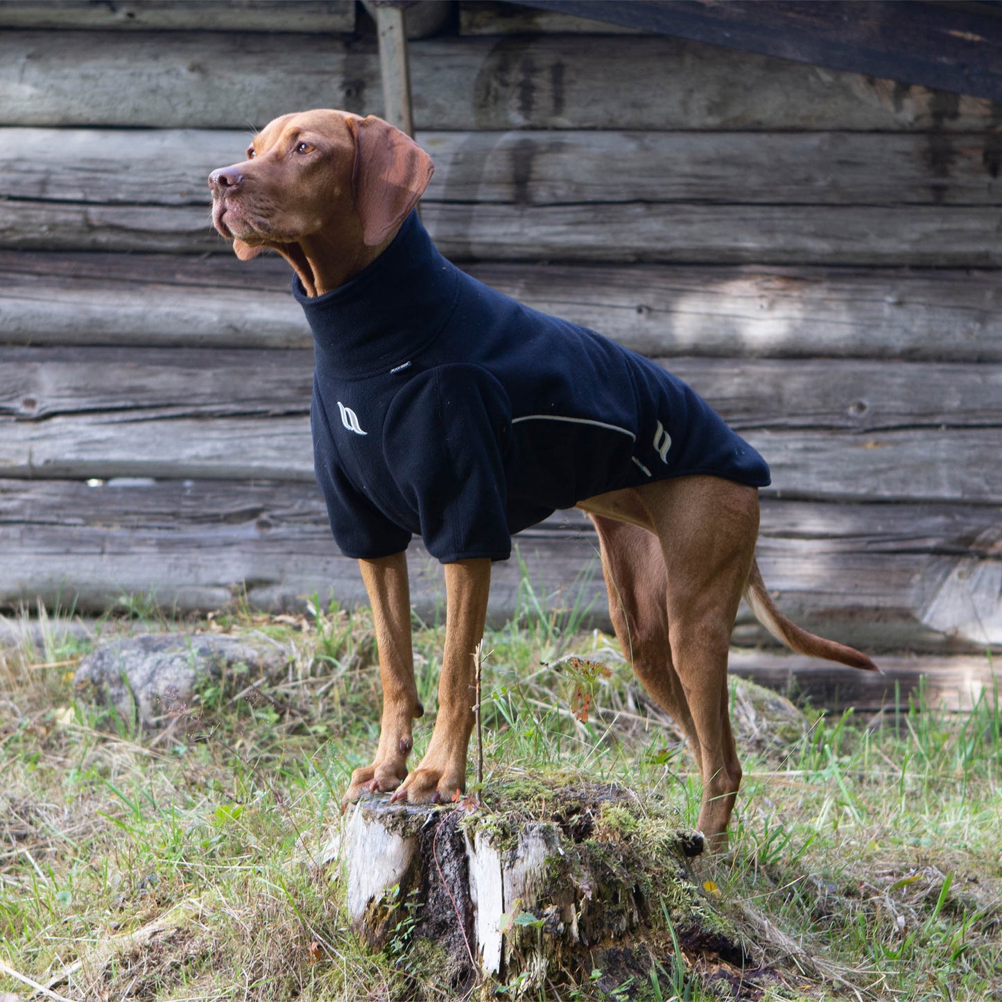 Cassie Dog Jumper