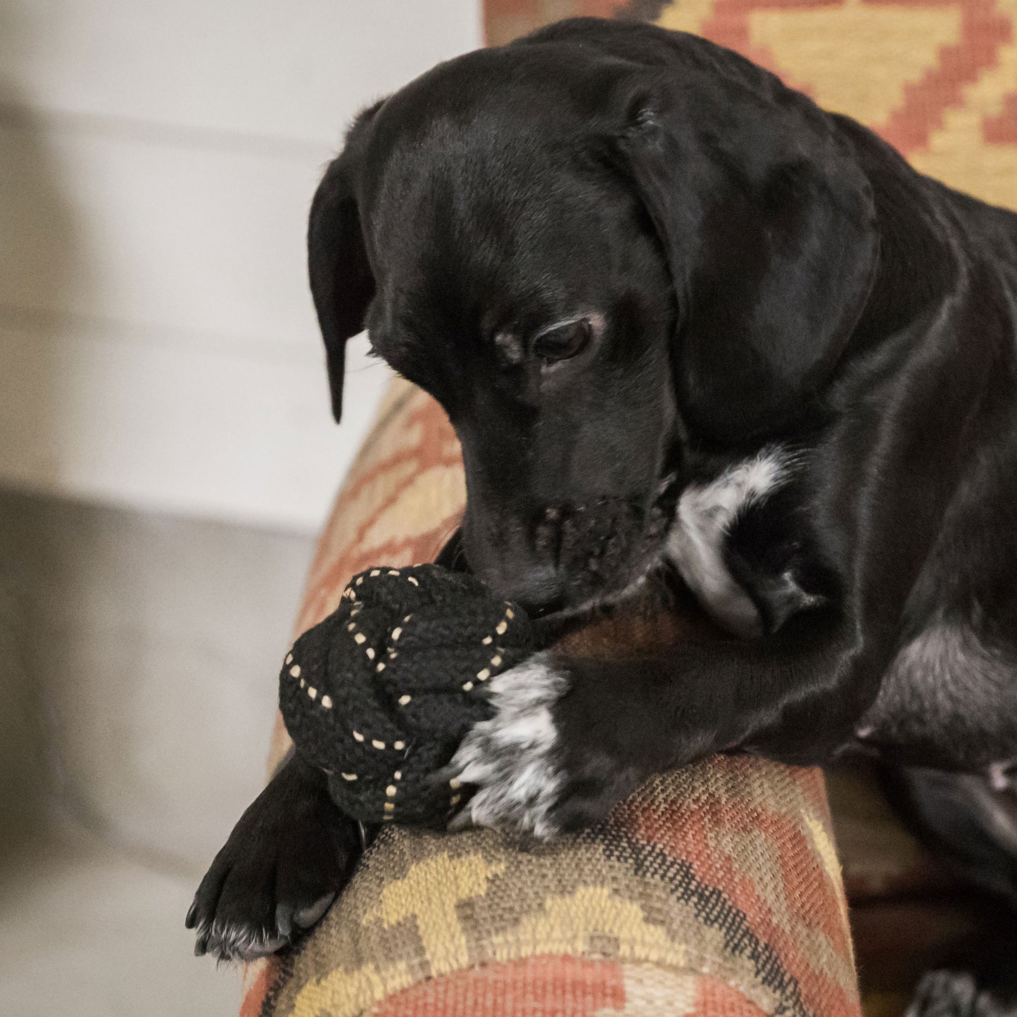 Honden speeltje bal