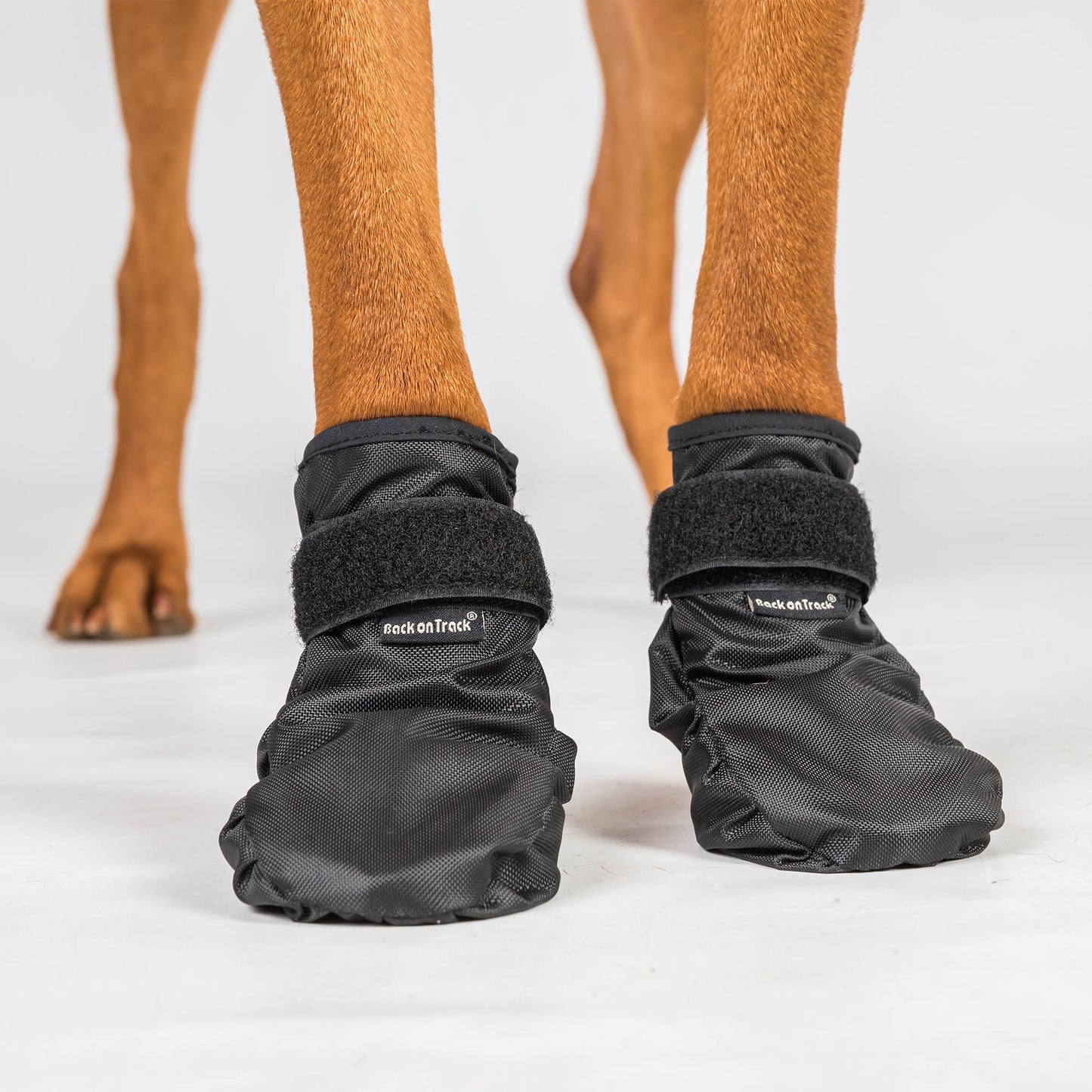 "Koda" dierenschoenen