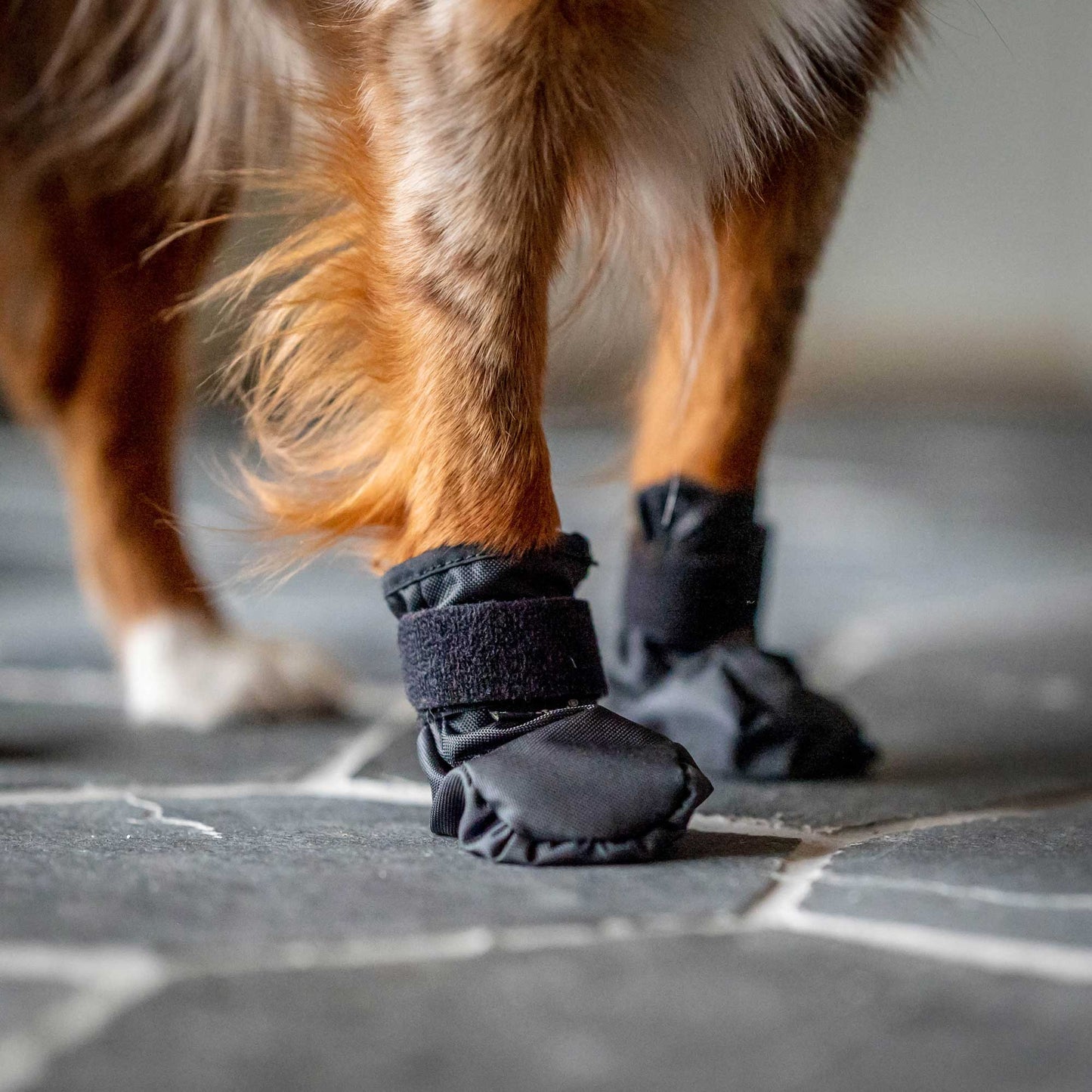 "Koda" dierenschoenen