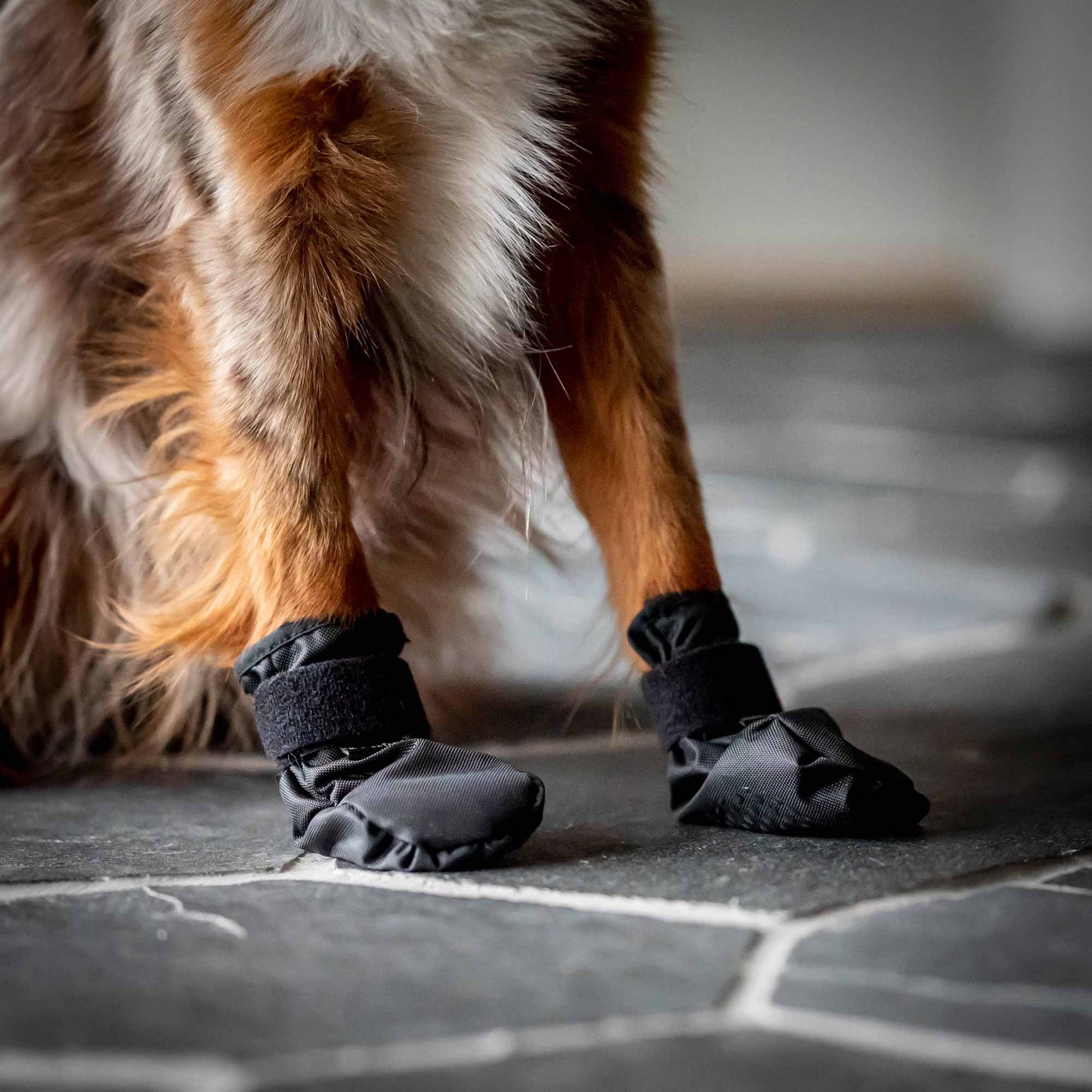 "Koda" dierenschoenen